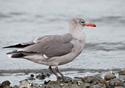 Larus herrmanni